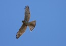 Levant Sparrowhawk ©  J.Lidster 